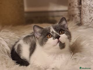 British Shorthair cats British ShortHair kittens GCCF - Advert 15