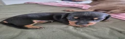 Miniature Dachshund dogs for sale: Bunny miniature dachshund  - Advert 9