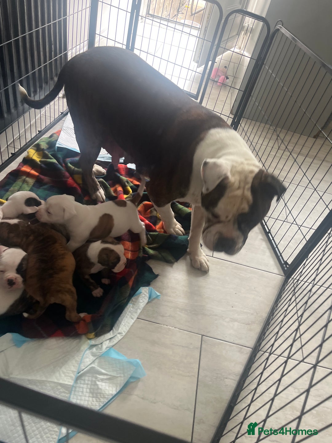 American Bulldog dogs for sale: American bulldogs  - Image 5