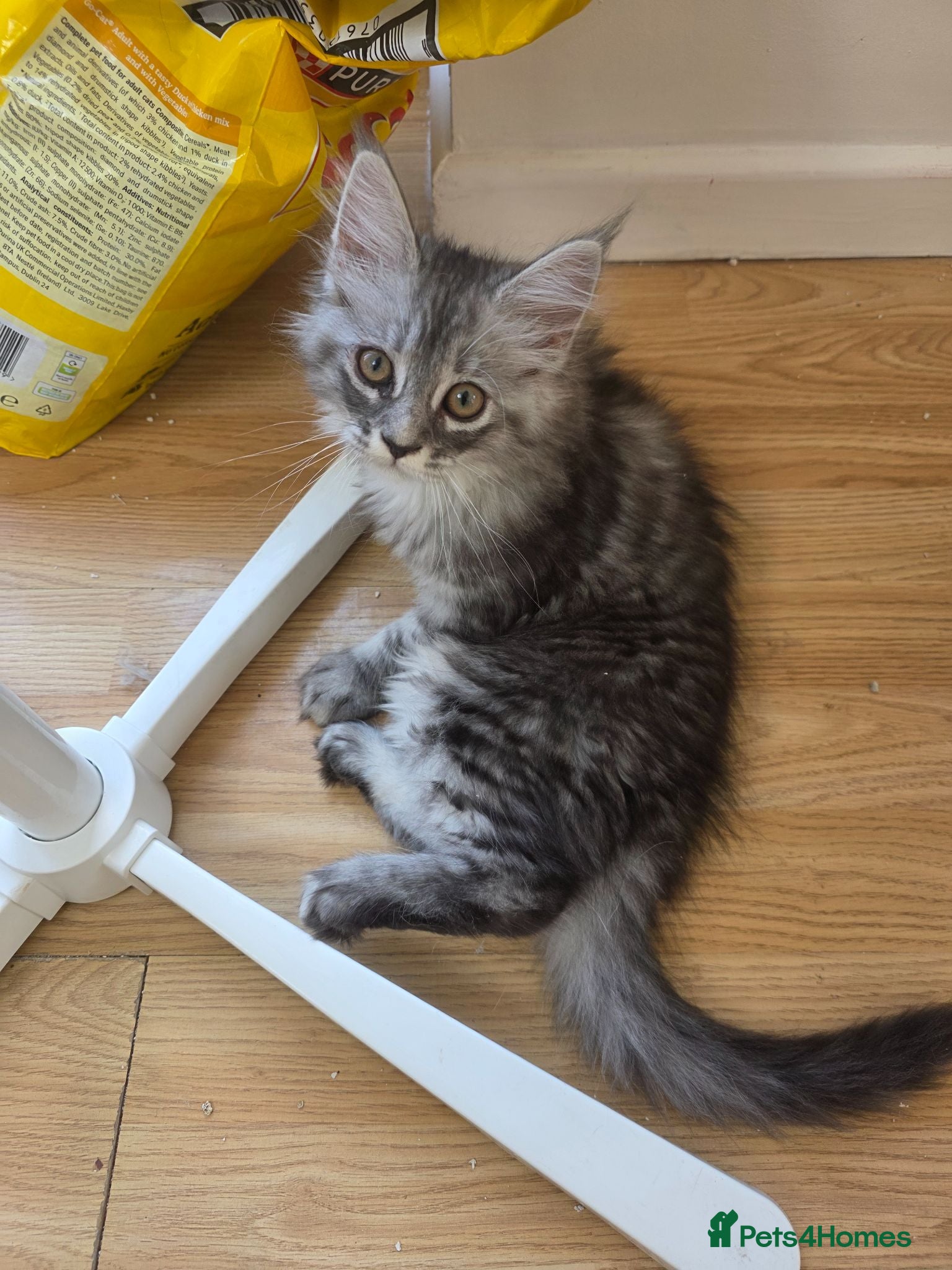 Maine Coon cats Ready now adorable maine coon Kittens 4bs & 1g - Advert 2