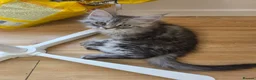 Maine Coon cats for sale: Ready now adorable maine coon Kittens 4bs & 1g - Advert 4