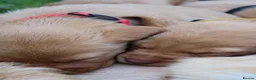 Labrador Retriever dogs for sale: Red lab pups - Advert 9