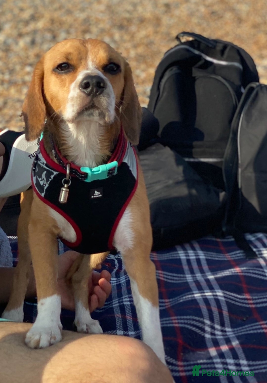 Beagle dogs for stud: Thor  in London - Image 4