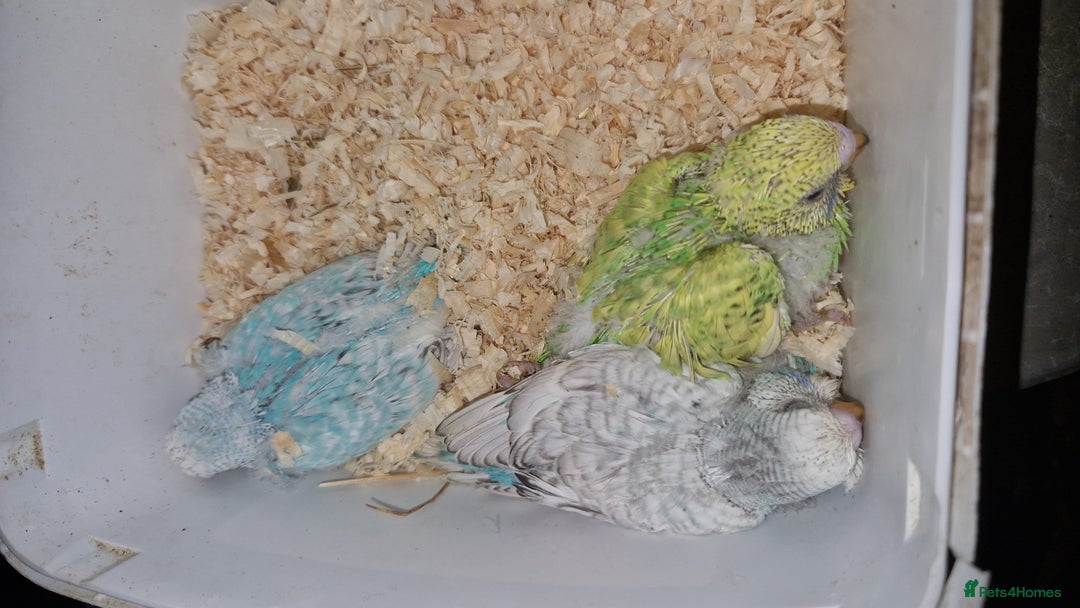 Budgerigars birds for sale: 3 baby budgies avaliable for reserve ready mid jan - Advert 5