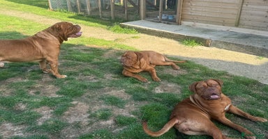 Dogue De Bordeaux dogs - Advert 14