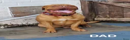 Dogue De Bordeaux dogs for sale:  PRICE REDUCED – LAST 2 FEMALES – READY NOW! - Advert 6