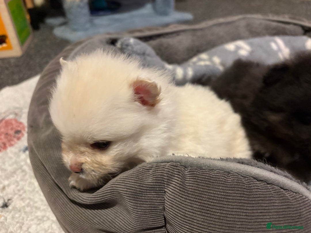 Pomeranian dogs for sale: 1 male 1 female  - Advert 7