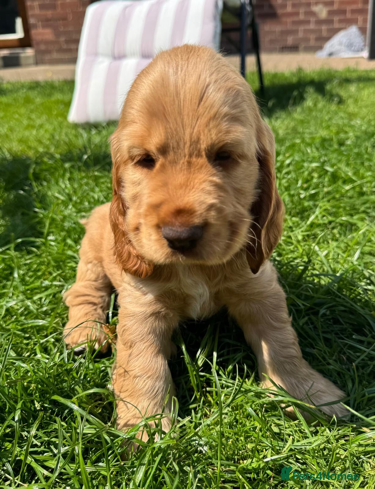 Cocker Spaniel dogs Last One! Quality Simbawood Lines TRUE Show Cocker - Advert 14
