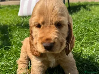 Cocker Spaniel dogs Last One! Quality Simbawood Lines TRUE Show Cocker - Advert 14