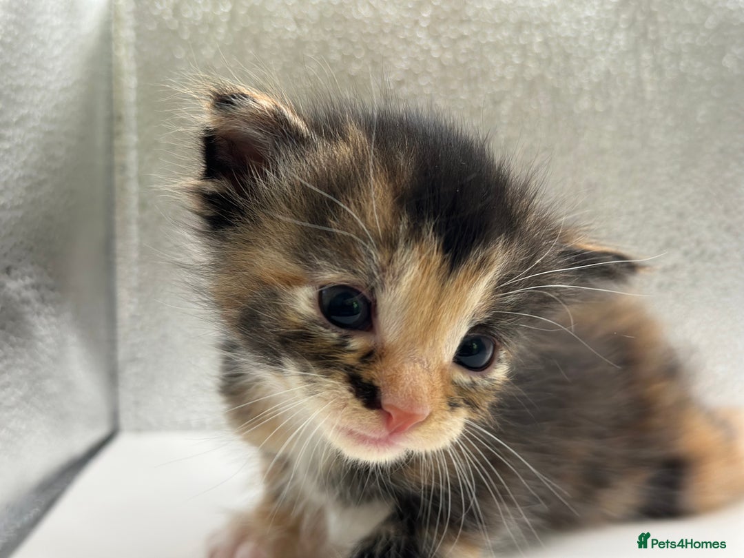 Maine Coon cats for sale: Main coon X  - Image 5