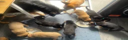 German Shepherd dogs for sale: Free Female German shepherd / Lurcher 1 year old in Gateshead - Advert 20