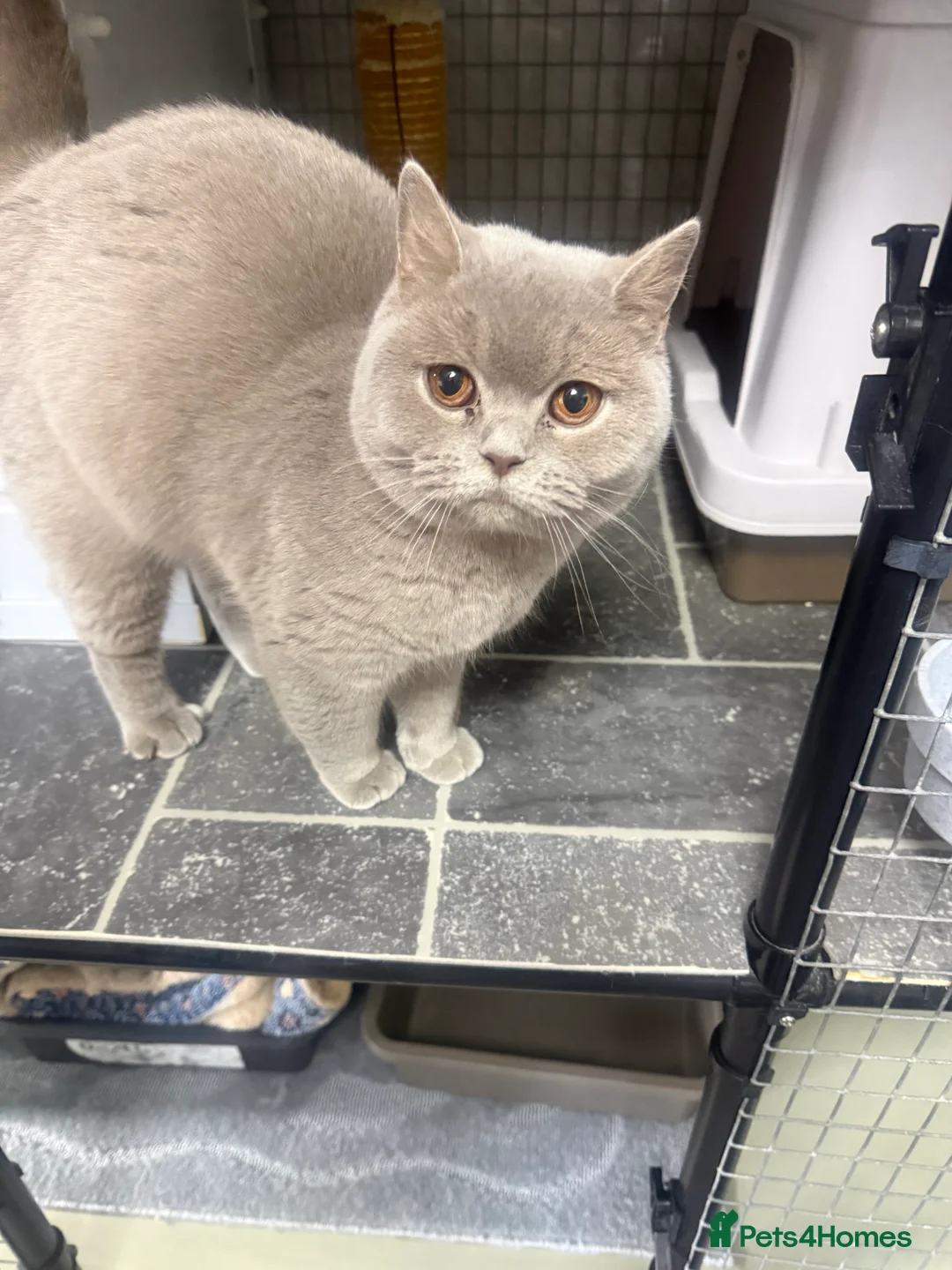 British Shorthair cats for sale: British shorthair kitten  - Advert 1