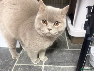 British Shorthair cats British shorthair kitten - Advert 2