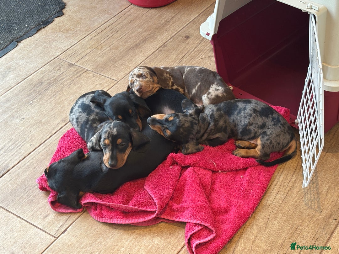 Miniature Dachshund dogs for sale: Stunning Miniature Dachsund pups available  - Image 10