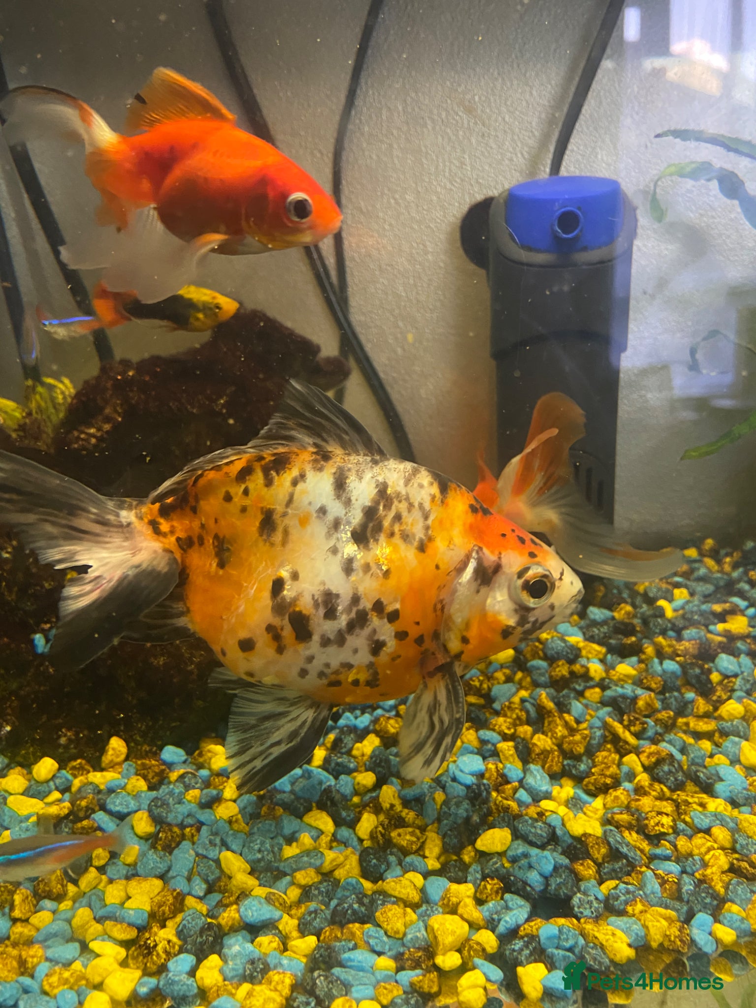 Goldfish fish for sale: 🐟 Beautiful Goldfish for Sale 🐟 in Mansfield - Advert 7