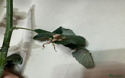 Stick Insects invertebrates for sale: Stick insects. Macleays spectre and red winged - Image 2