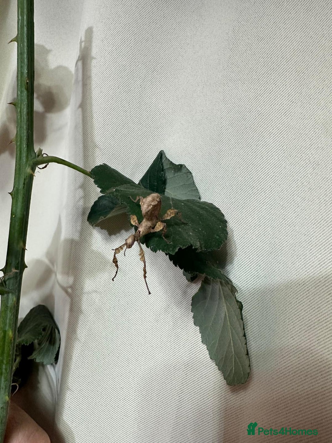 Stick Insects invertebrates for sale: Stick insects. Macleays spectre and red winged - Image 2