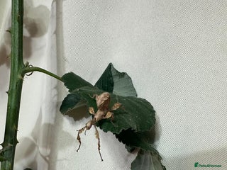 Stick Insects invertebrates - Advert 14