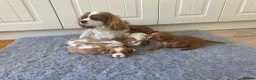 Cavalier King Charles Spaniel dogs for sale: KC ruby/blenheim pups - health tested parents - Advert 2