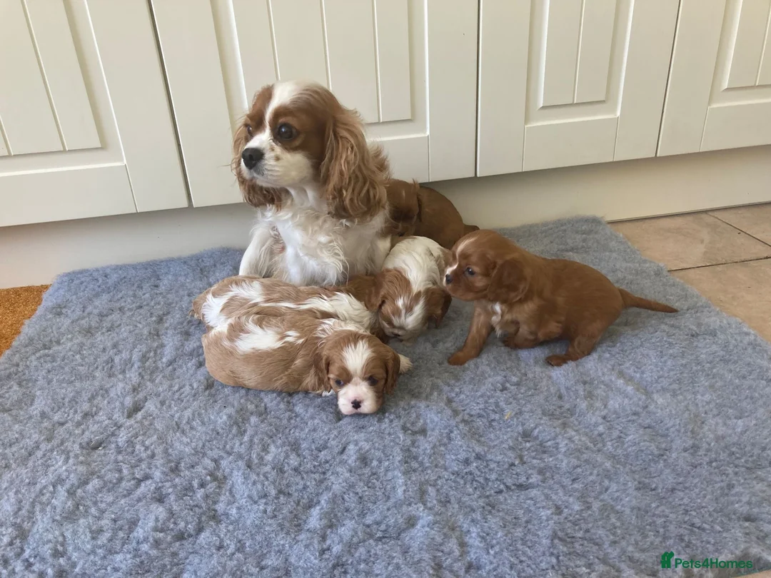 Cavalier King Charles Spaniel dogs for sale: KC ruby/blenheim pups - health tested parents - Advert 2