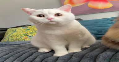 British Shorthair cats - Advert 2