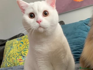 British Shorthair cats - Advert 36