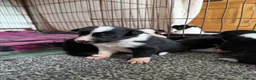 Border Collie dogs for sale: 6 amazing pups  - Advert 8
