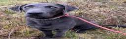 Labrador Retriever dogs for sale: Charcoal female labrador for rehoming - Advert 1