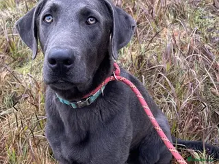 Labrador Retriever dogs Charcoal female labrador for rehoming - Advert 18