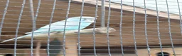 Budgerigars birds for sale: Pretty baby budgies for sale. - Advert 5
