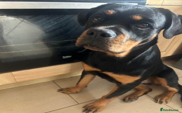 Rottweiler dogs - Advert 1