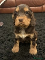 Cocker Spaniel dogs - Advert 6