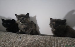 Nebelung cats for sale: Kittens  - Image 14