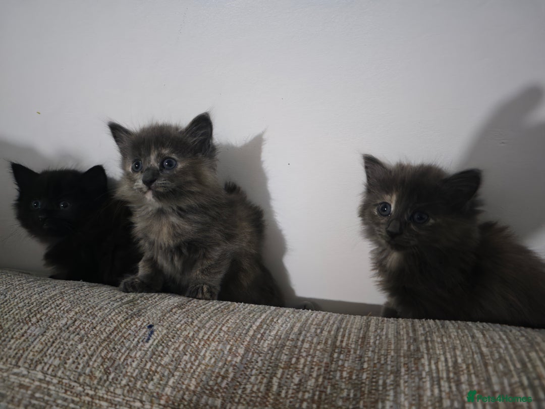 Nebelung cats for sale: Kittens  - Image 14
