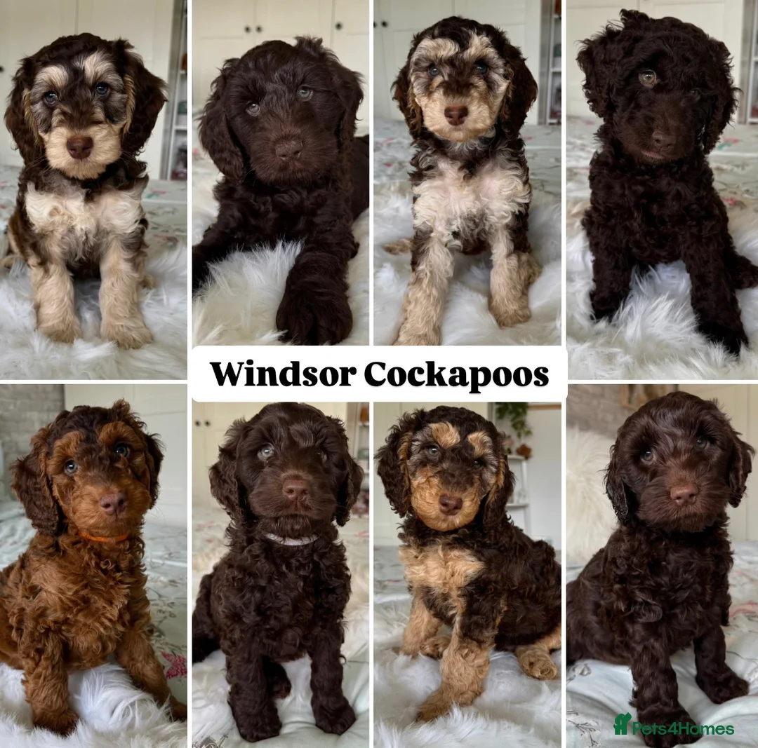 Cockapoo dogs for stud: 🧬F1 Red Proven Cockapoo Stud Extensive DNA Tested in Derby - Advert 8