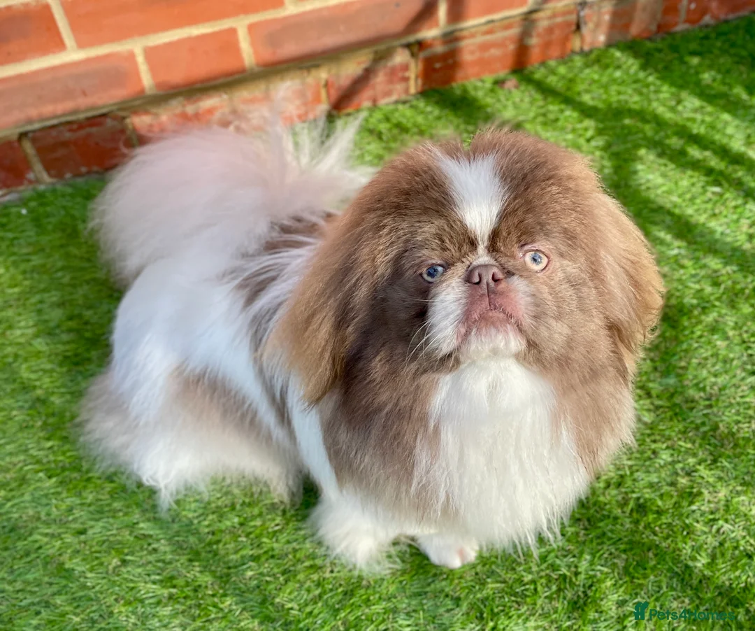 Pekingese dogs for stud: Lilac & white KC reg Pekingese for stud in Winchester - Advert 2
