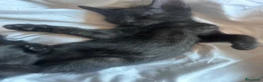 Maine Coon 4