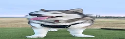 Alaskan Malamute dogs for stud: KEATA - Advert 1