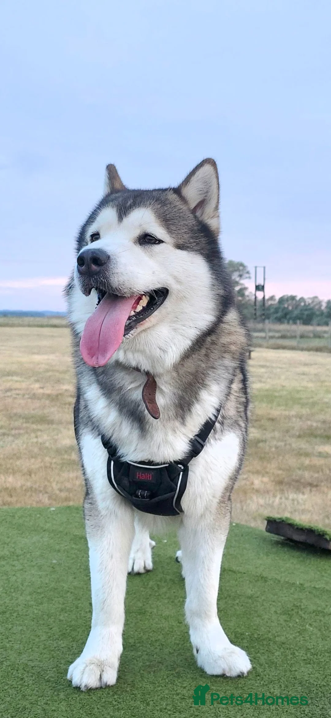 Alaskan Malamute dogs for stud: KEATA - Advert 1