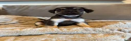 French Bulldog dogs for sale: Fluffy French bulldogs - Advert 16