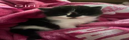 Mixed Breed cats for sale: Kittens for sale  in Oldham - Advert 5
