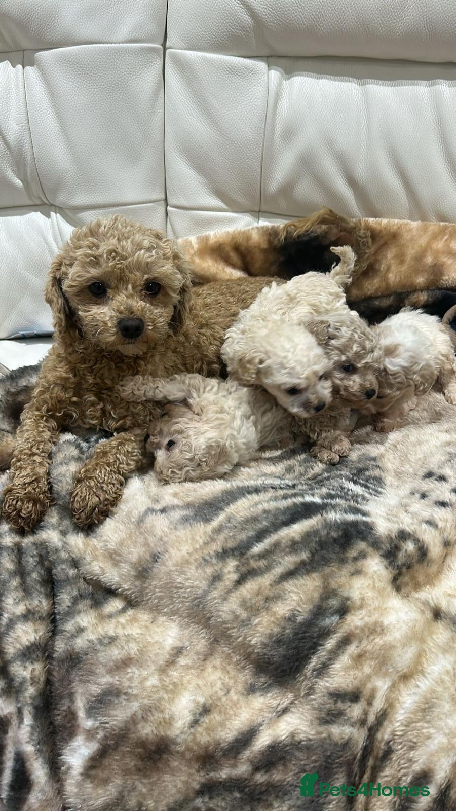 Toy Poodle dogs Two male Beautiful toy poodles  - Advert 15