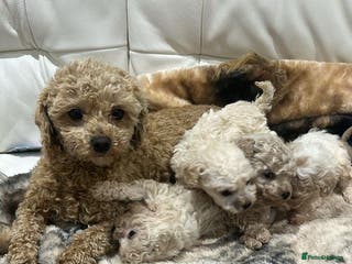 Toy Poodle dogs Two male Beautiful toy poodles - Advert 14