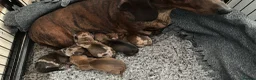 Miniature Dachshund dogs for sale: KC champion bloodline PRA clear minature dachshund - Advert 16