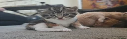 Mixed Breed cats for sale: Stunning long hair kittens, rare coat colours 😽  - Advert 18