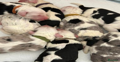 Sheepadoodle dogs - Advert 6