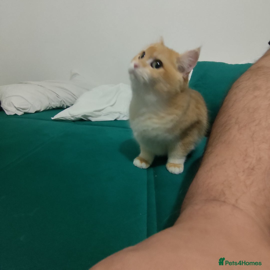 British Shorthair cats for sale: British shorthair For sell - Image 5