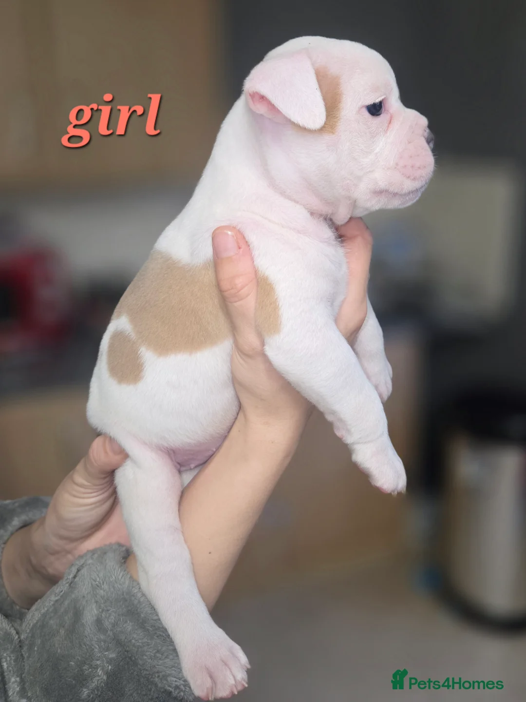 Dorset Olde Tyme Bulldogge dogs for sale: Olde English bulldog puppies  - Advert 5