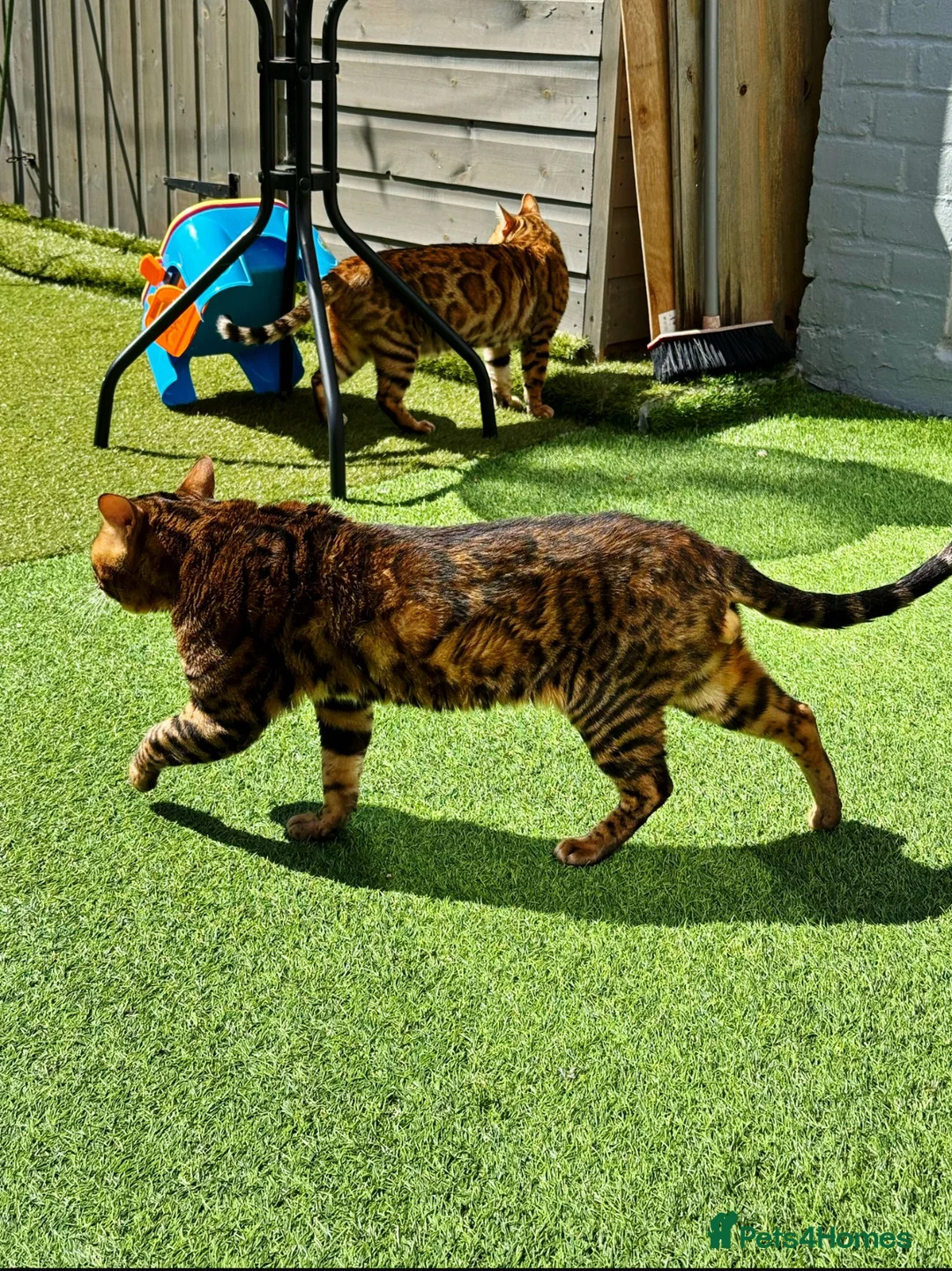 Bengal cats for stud: Rosetted bengal for stud, Champion line in Slough - Advert 2
