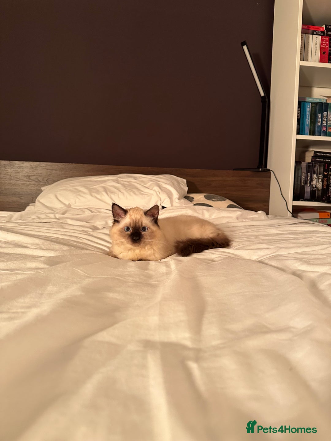 Ragdoll cats for sale: Very Fluffy Female Ragdoll Kitten - Advert 9